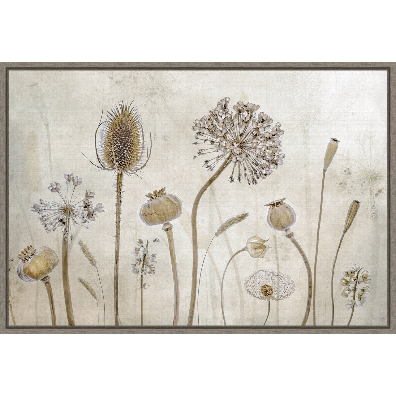 Growing old (Floral seed pods) by Mandy Disher 23-in. W x 16-in. H. Canvas Wall Art Print Framed in Grey